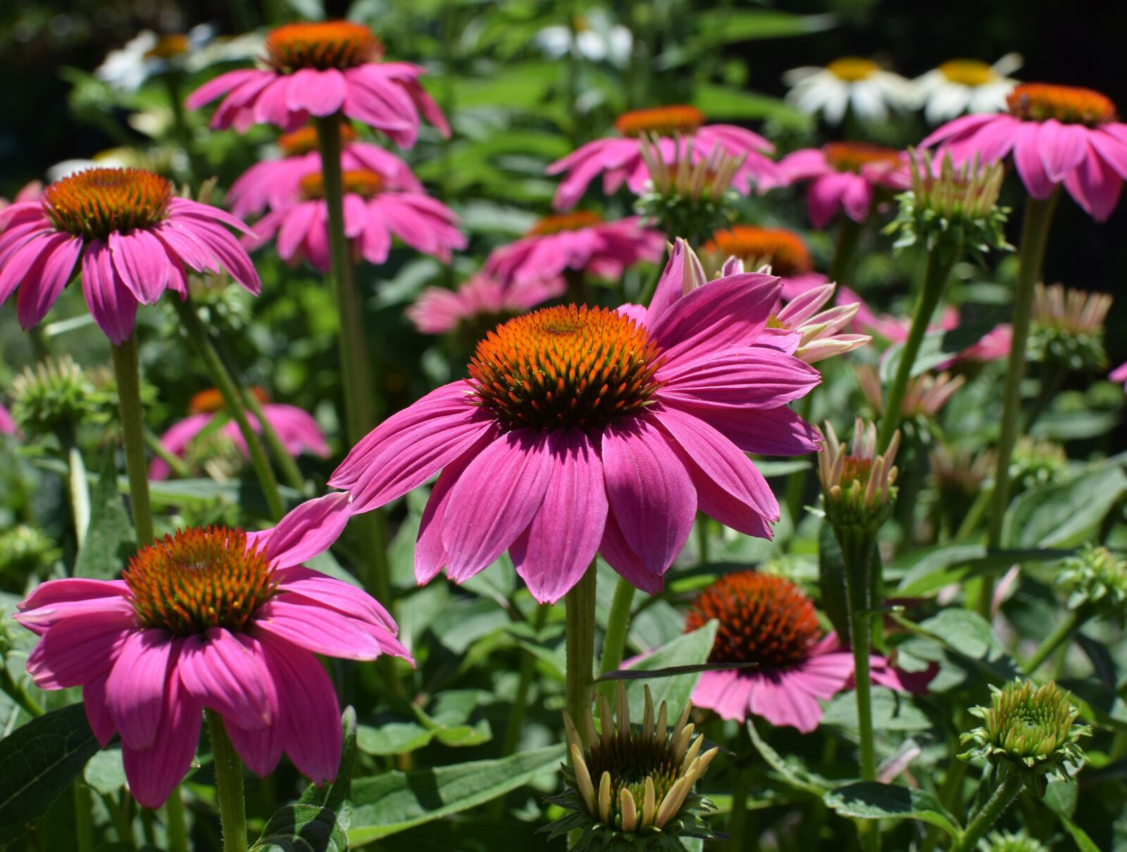 Nikon D3300 sample photo. Pink echinacea, echinacea, cone photography