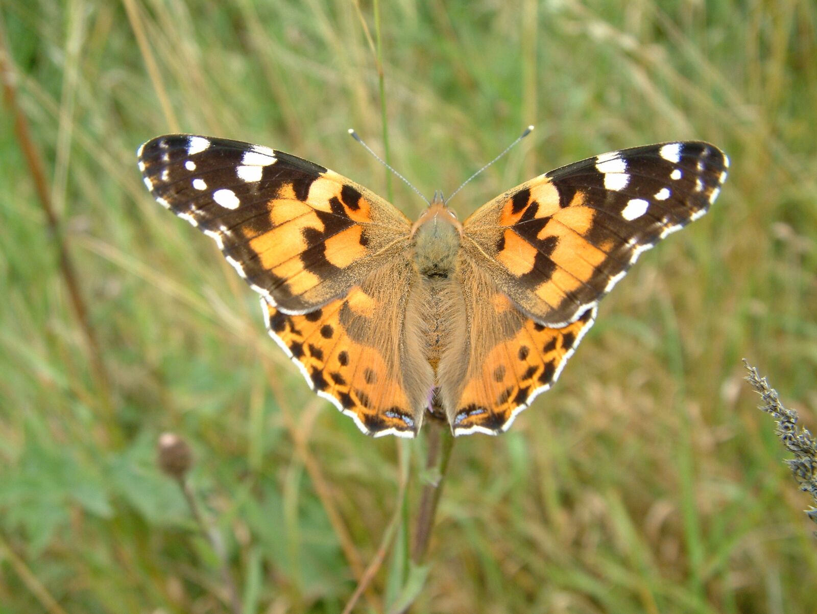 Fujifilm FinePix S602 ZOOM sample photo. Painted lady, vanessa, butterfly photography