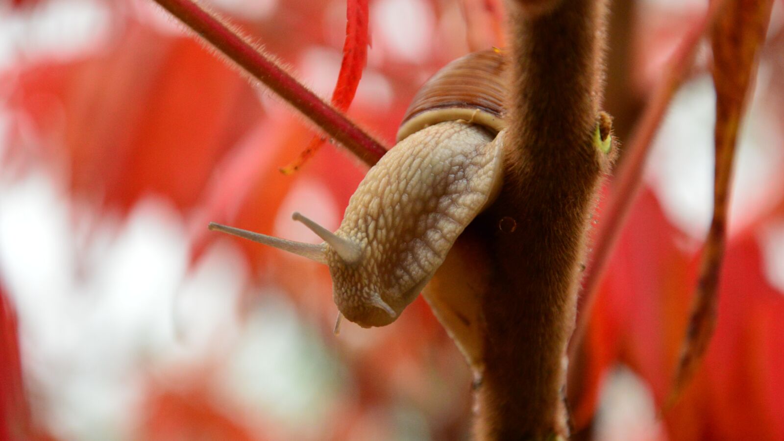 Nikon D3200 sample photo. Autumn, creepy, snail photography