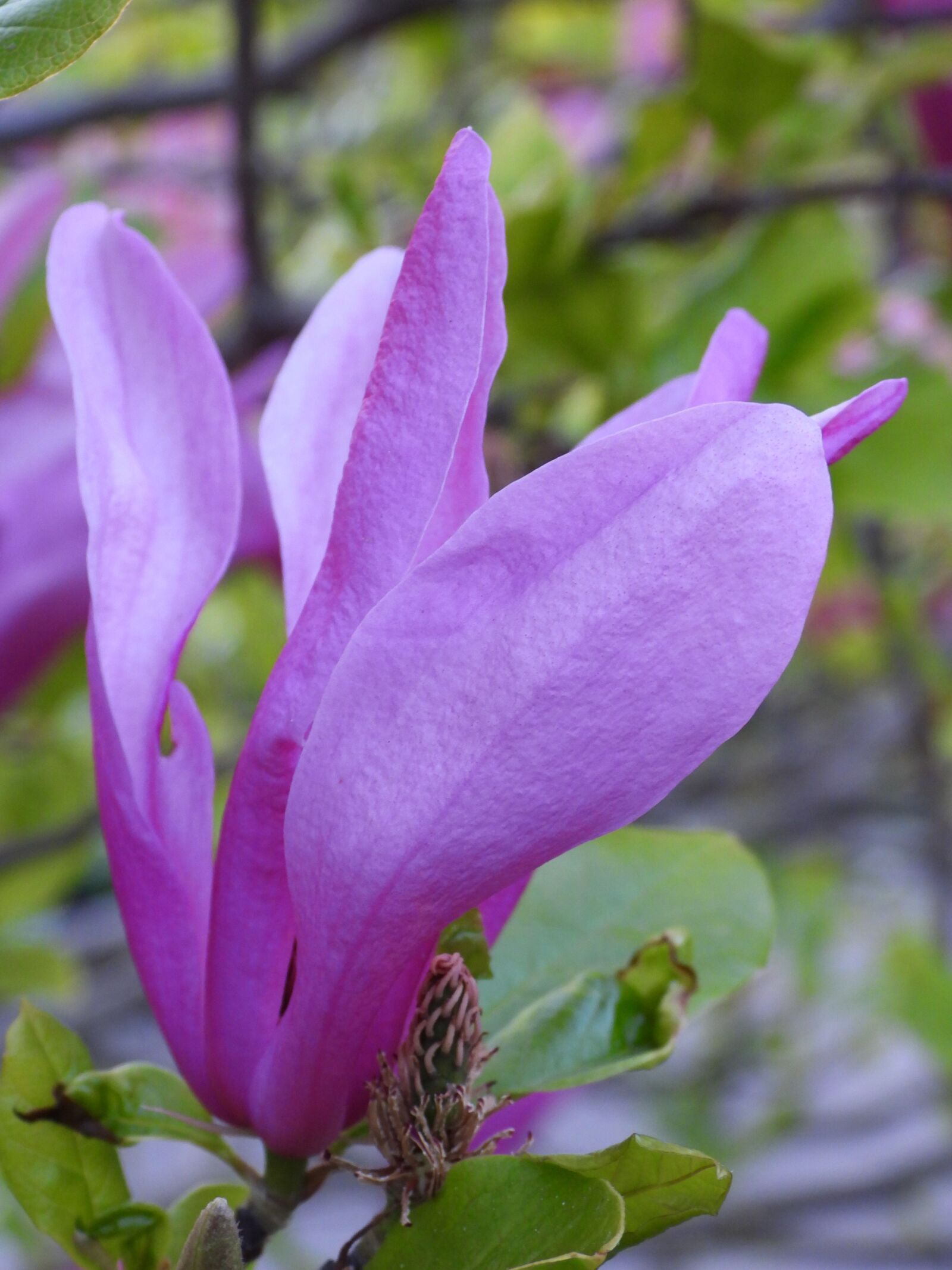 Nikon Coolpix P1000 sample photo. Magnolia, flower, pink photography