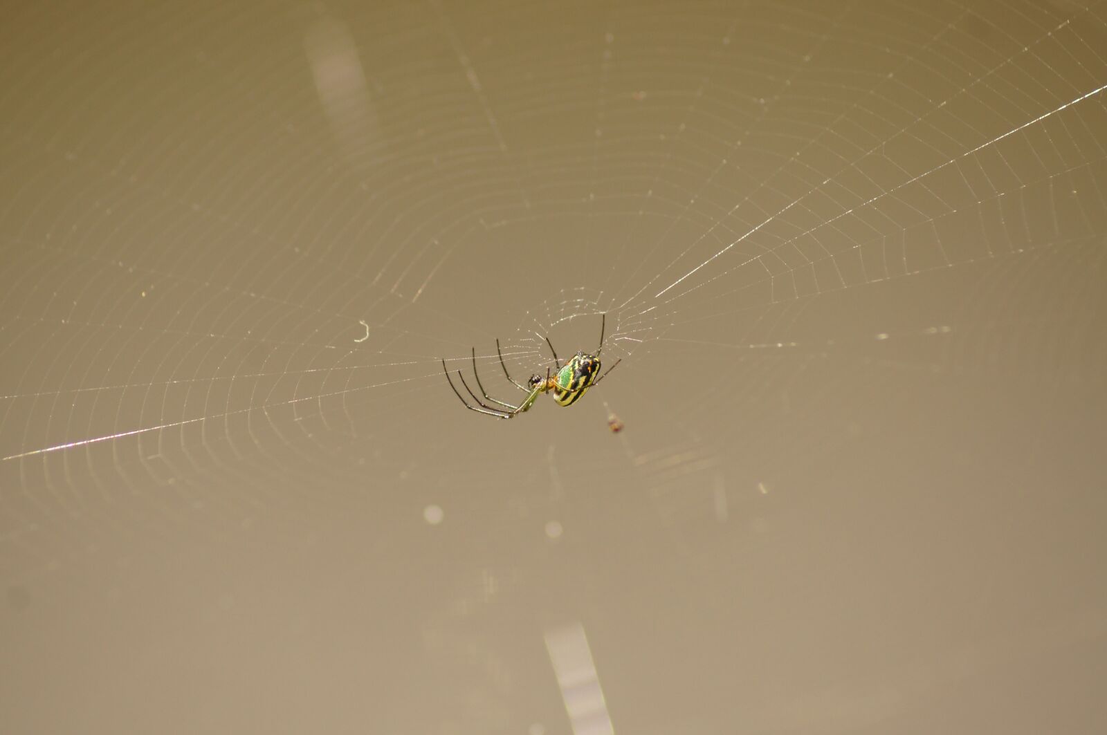 Sony SLT-A55 (SLT-A55V) sample photo. Nature, insects, cocora photography