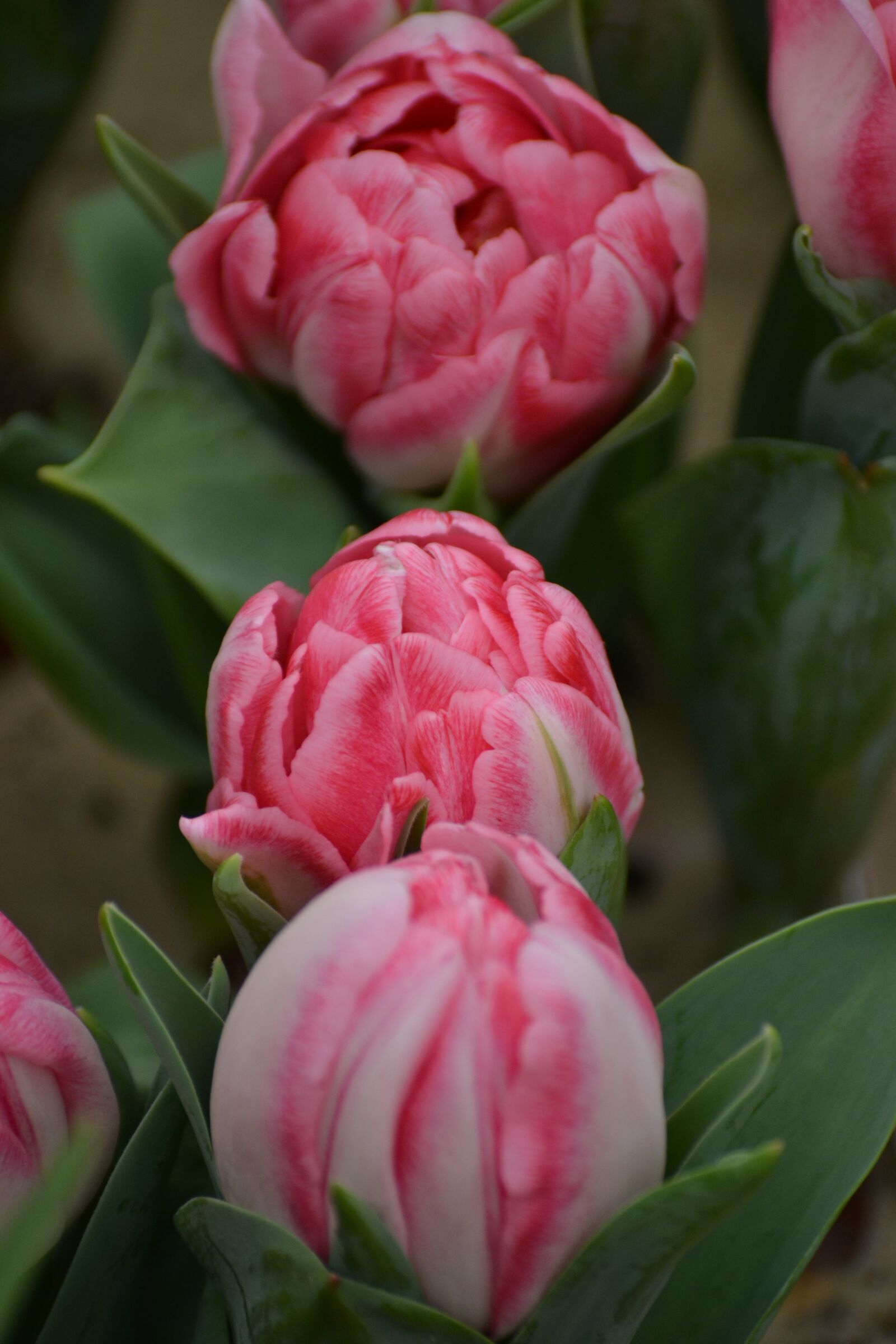 Nikon D3100 sample photo. Tulips, mini tulips, spring photography