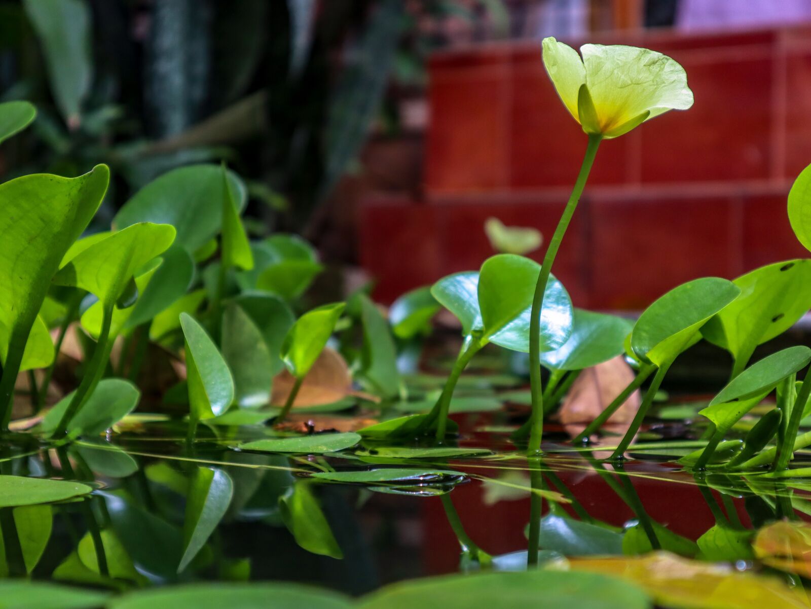 Canon EF-M 15-45mm F3.5-6.3 IS STM sample photo. Flower, water, pond photography
