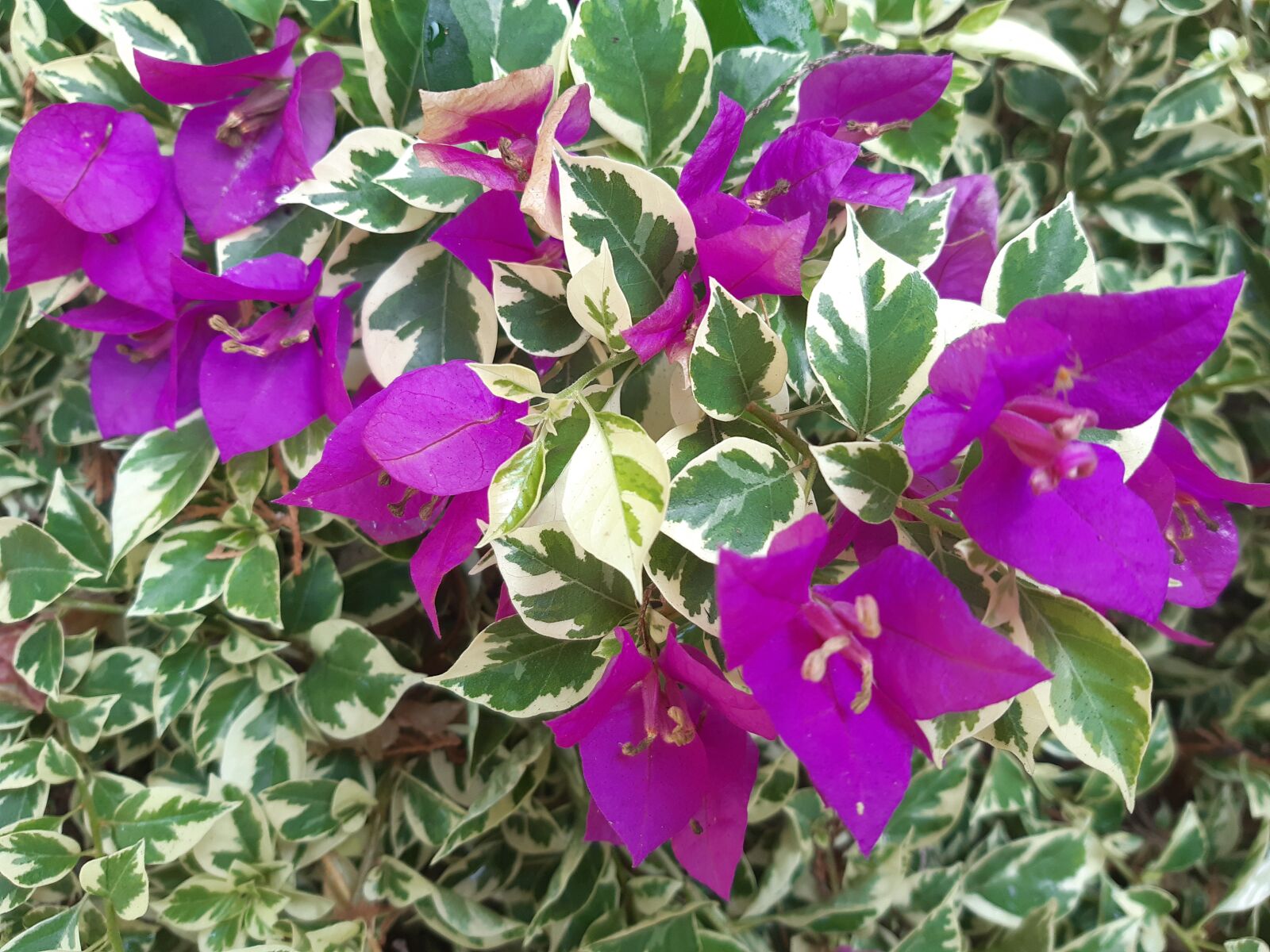 Samsung Galaxy A30 sample photo. Pink flower, bougainvillea flower photography