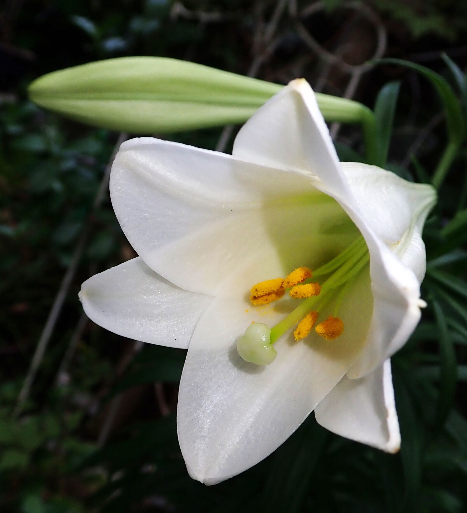 Olympus TG-5 sample photo. Lily flower, fragrant, bulb photography