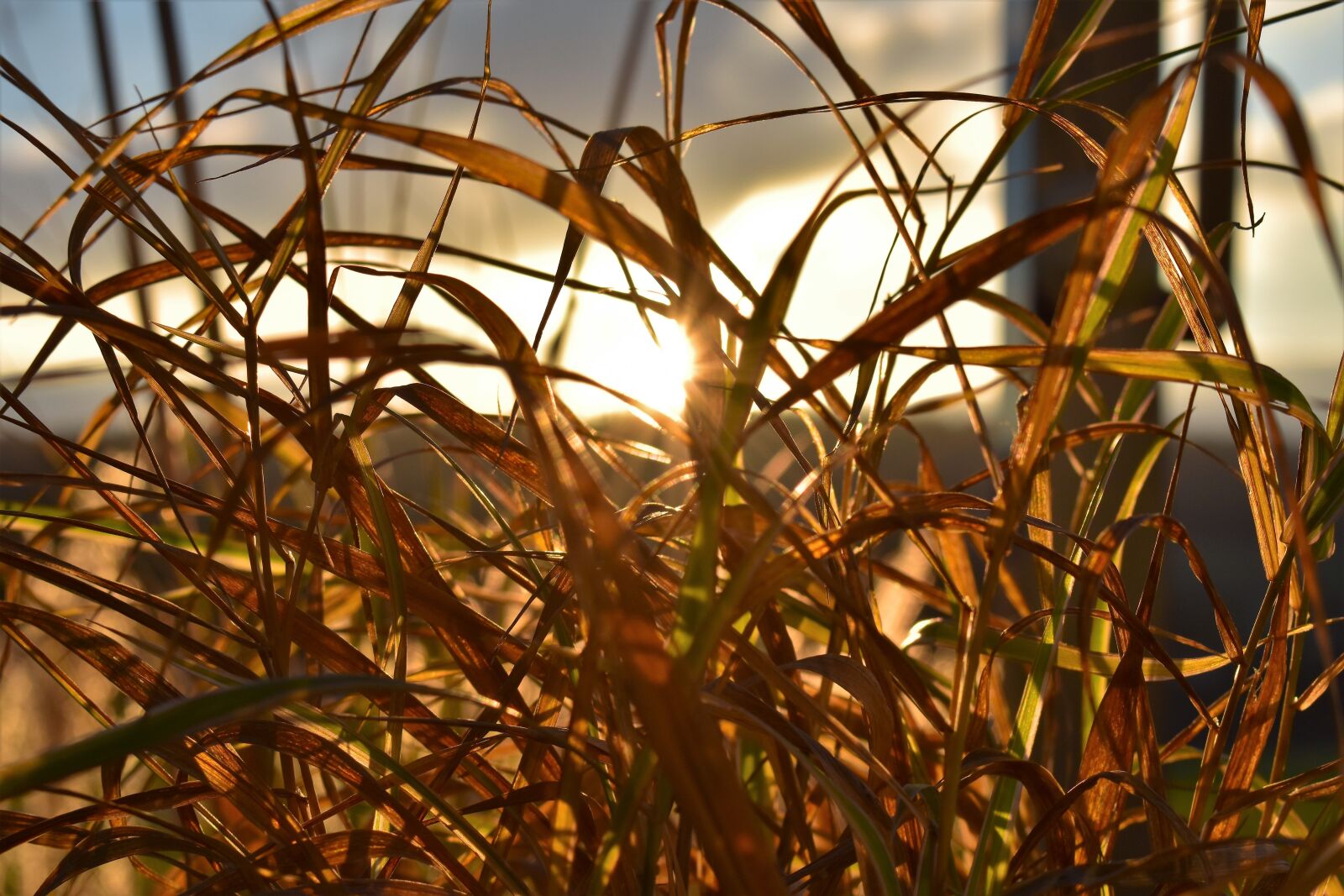 Nikon D5500 sample photo. Grass, grasses, plant photography