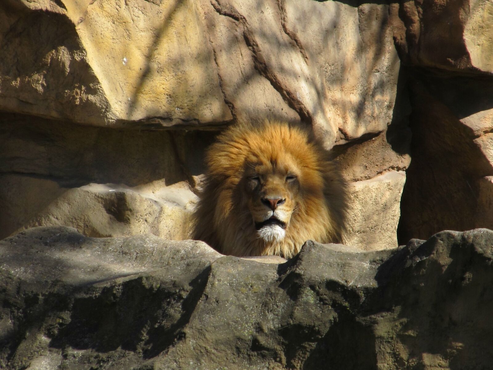 Canon PowerShot SX130 IS sample photo. Lion, feline, big cat photography