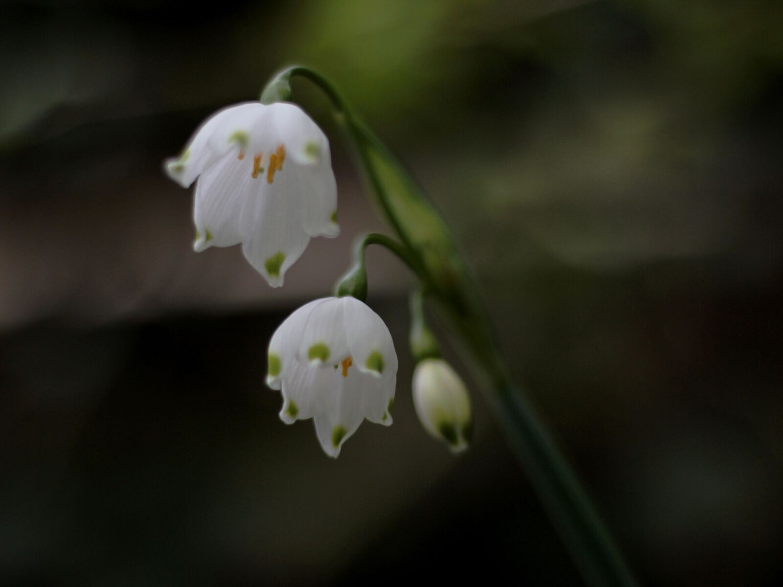 Canon EOS 600D (Rebel EOS T3i / EOS Kiss X5) + Canon EF 50mm F1.8 STM sample photo. Lenteklokje, white, glimpse photography