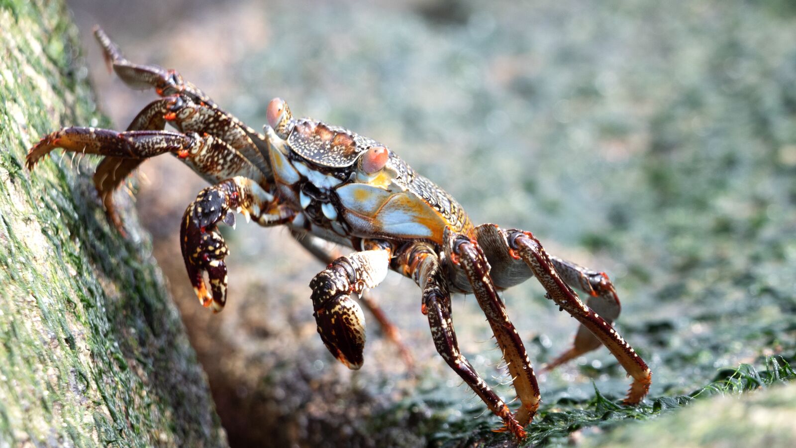 Panasonic Lumix DC-G9 + LEICA DG 100-400/F4.0-6.3 sample photo. Ecuador, cancer, shellfish photography