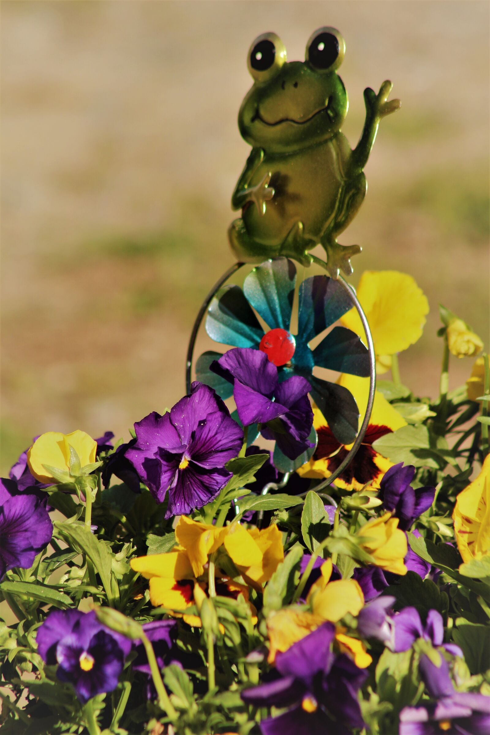 Canon EOS 1300D (EOS Rebel T6 / EOS Kiss X80) sample photo. Frog, garden, pansies photography