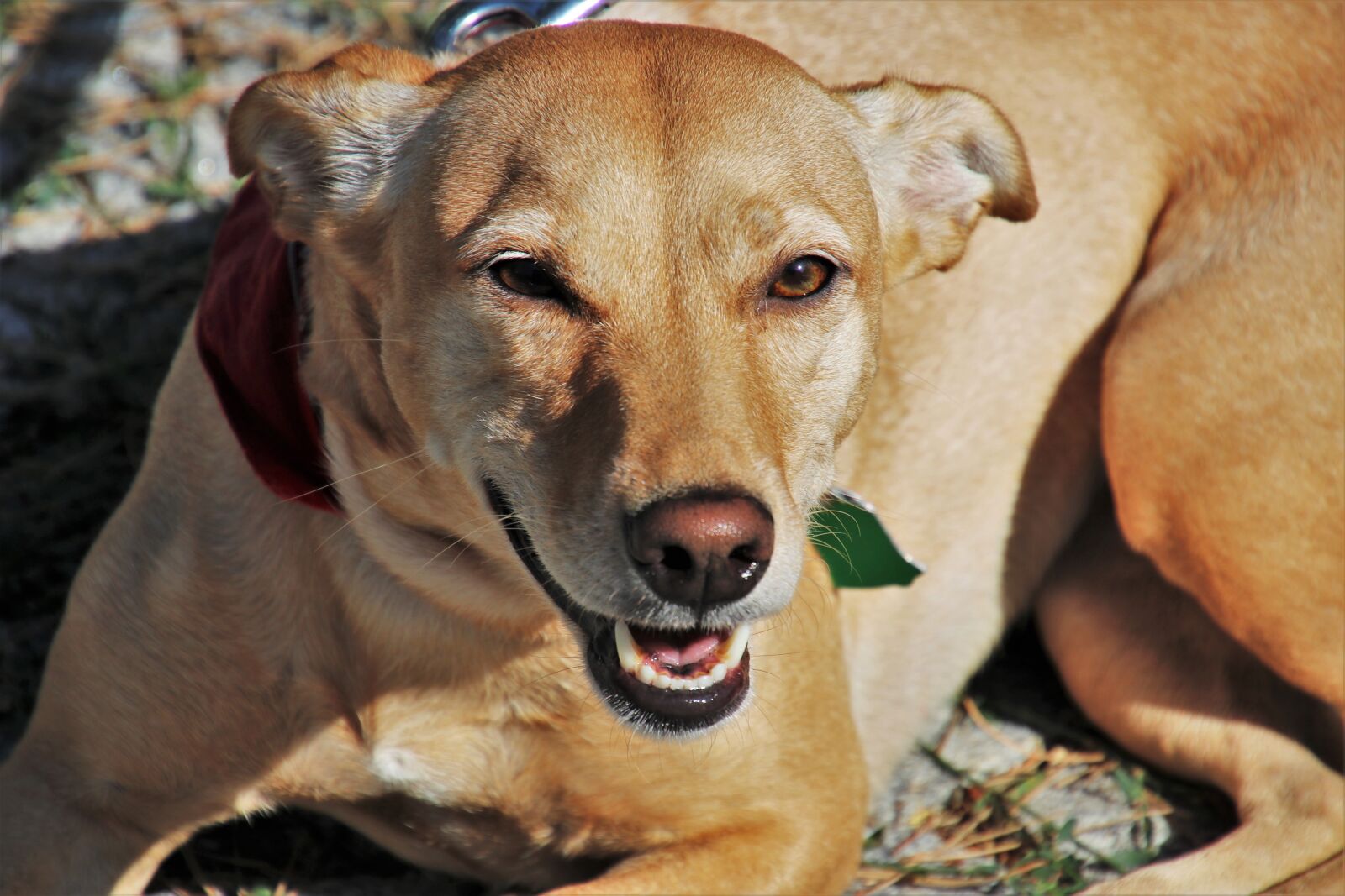 Canon EOS 80D sample photo. Mutts, pet, look photography