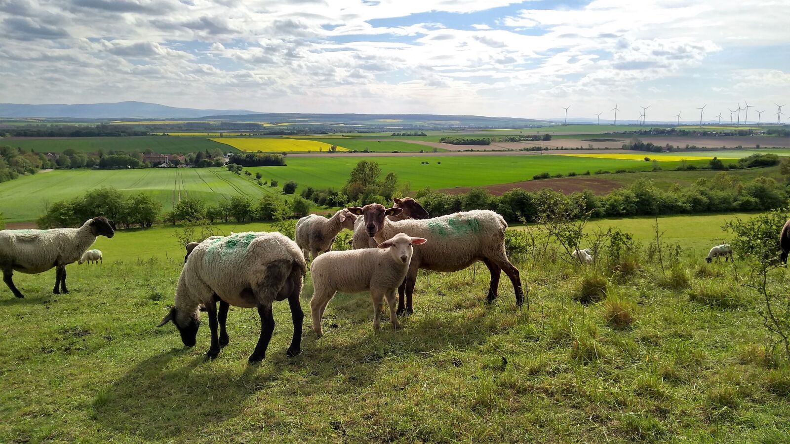 Motorola Moto G (5S) Plus sample photo. Sheep, flock, animals photography