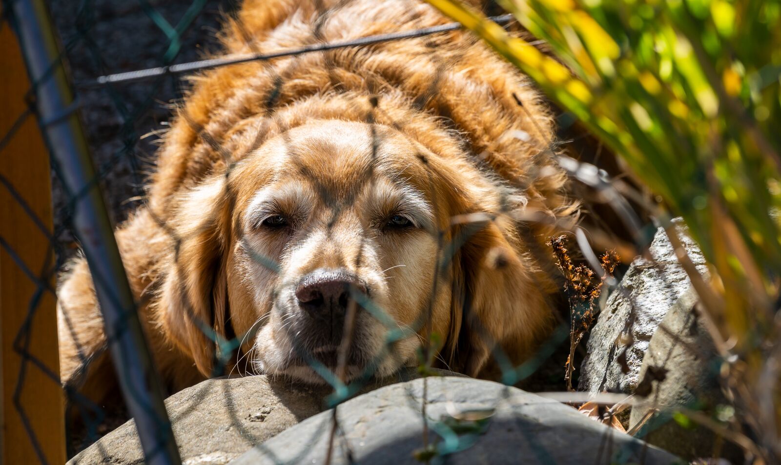 Sony a7 III + Sony FE 70-200mm F4 G OSS sample photo. Animal, dog, golden retriever photography