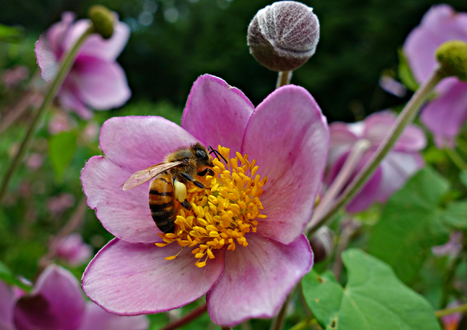 Sony Cyber-shot DSC-RX100 sample photo. Bee, blossom, flower, petal photography