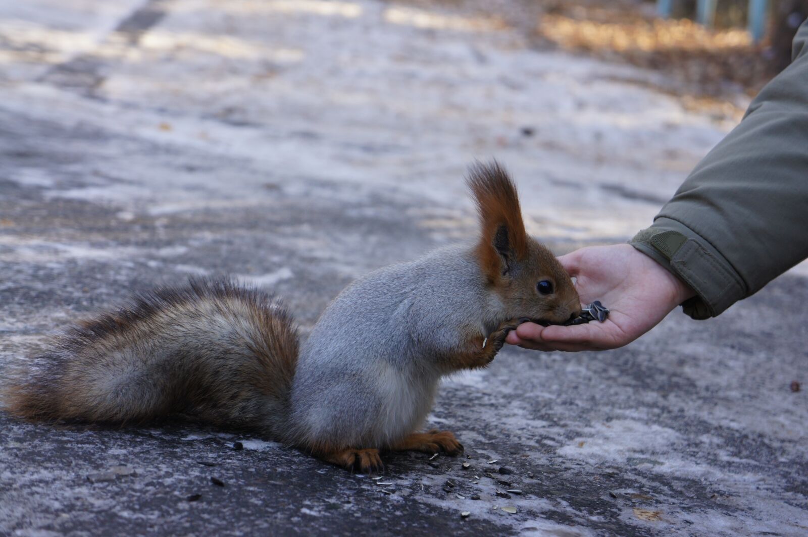 Sony Alpha NEX-5 sample photo. Squirrel, feeding, hands photography
