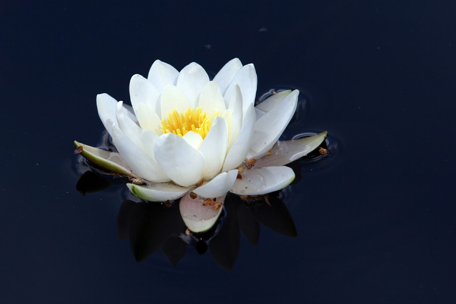 Canon EOS 20D sample photo. Flower, summer photography