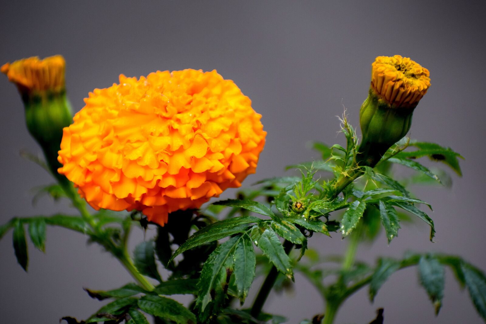 Nikon D3300 sample photo. Marigold, flowers, nature photography