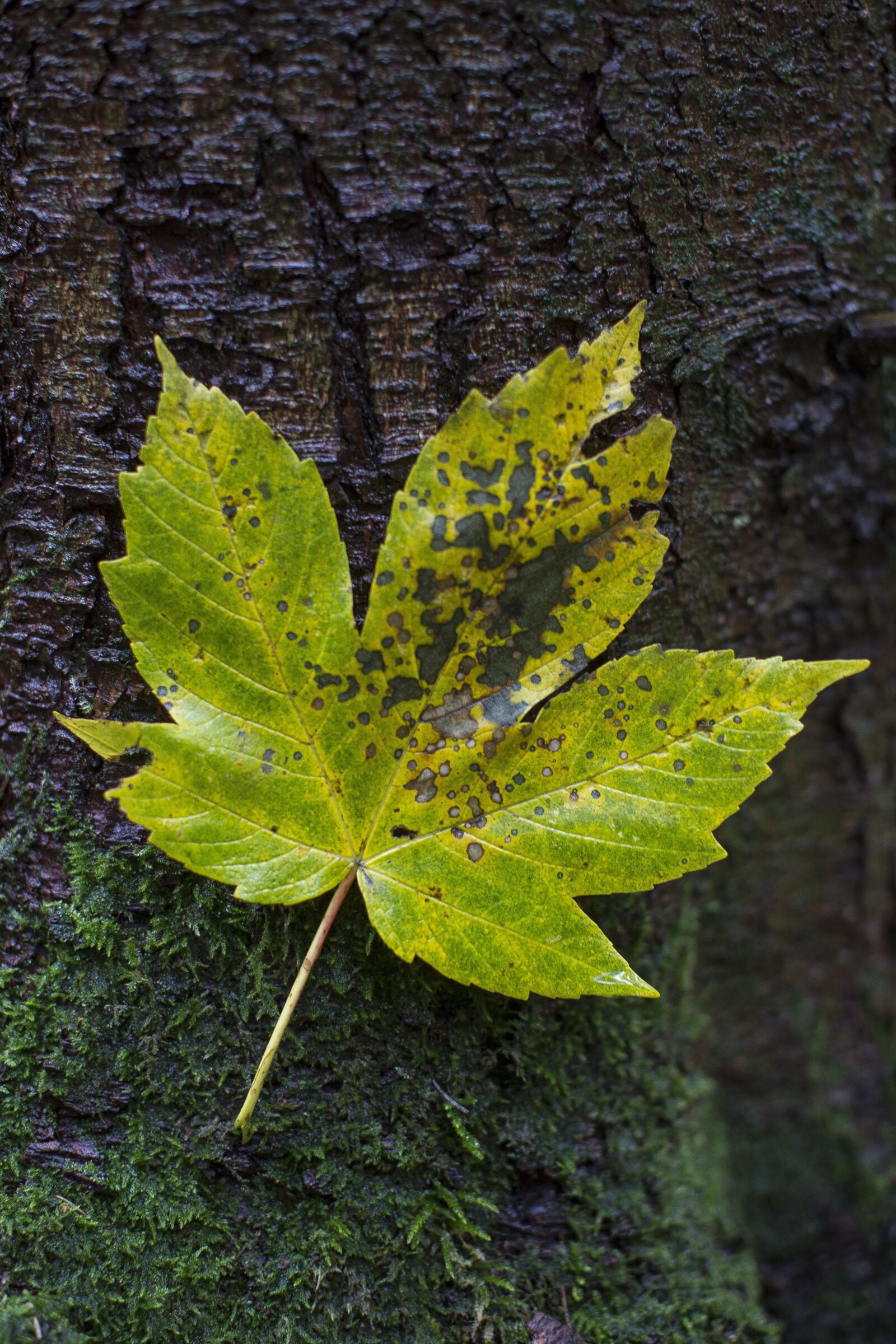 Canon EF 50mm F1.2L USM sample photo. Autumn, leaf, fall foliage photography