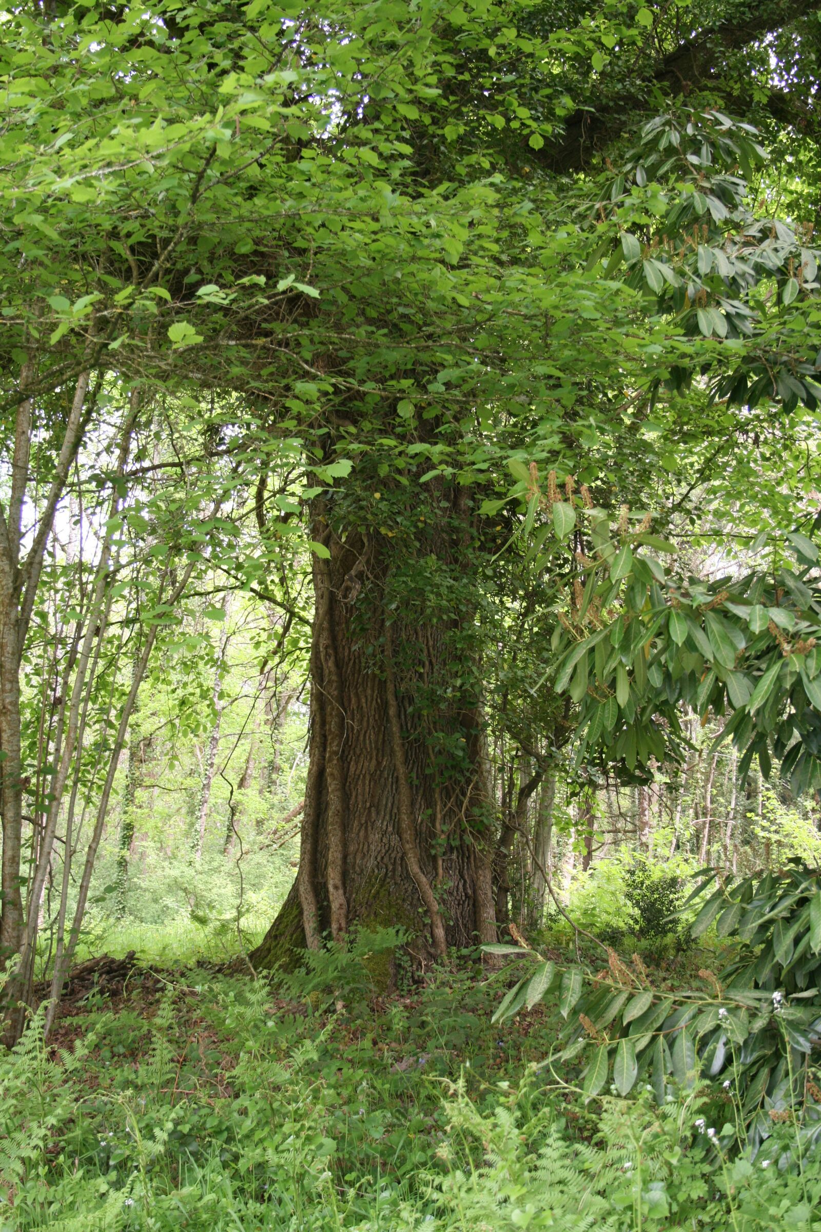Canon EOS 400D (EOS Digital Rebel XTi / EOS Kiss Digital X) sample photo. Tree, trunk, wood photography