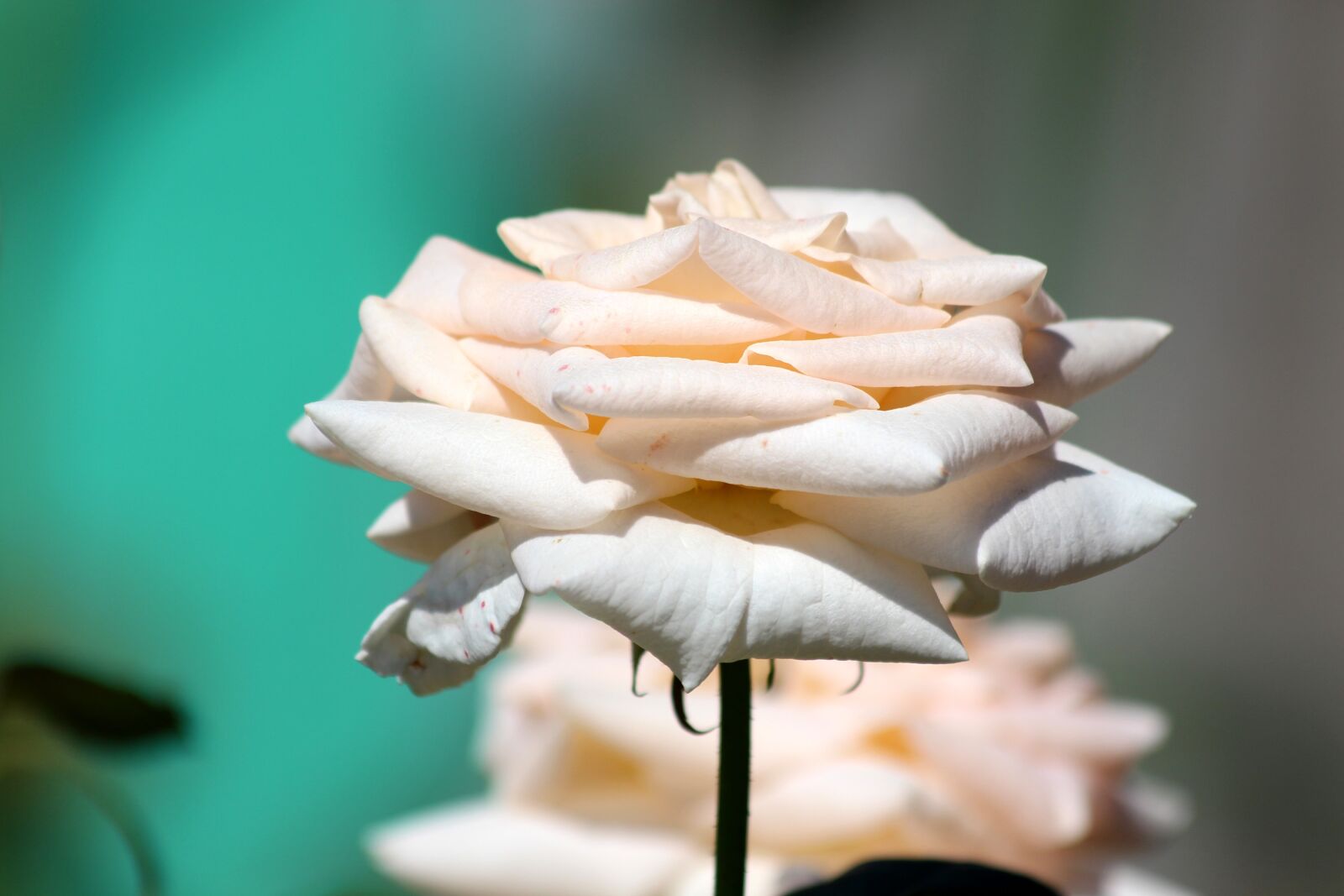 Canon EOS 650D (EOS Rebel T4i / EOS Kiss X6i) sample photo. Rose, flower, pink rose photography