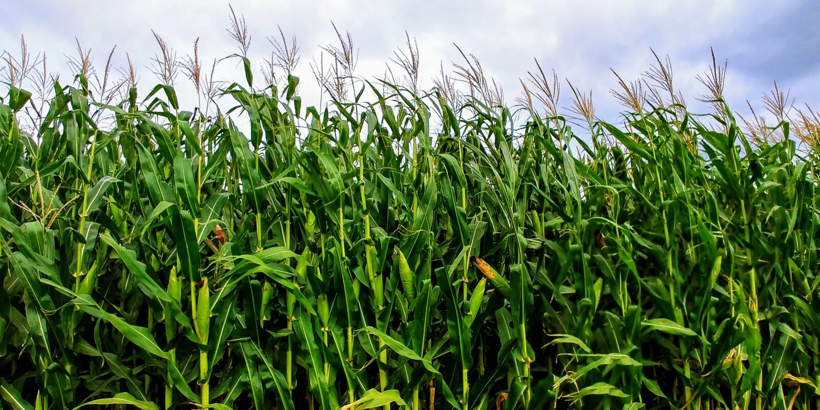 LG G6 sample photo. Corn, field, green photography
