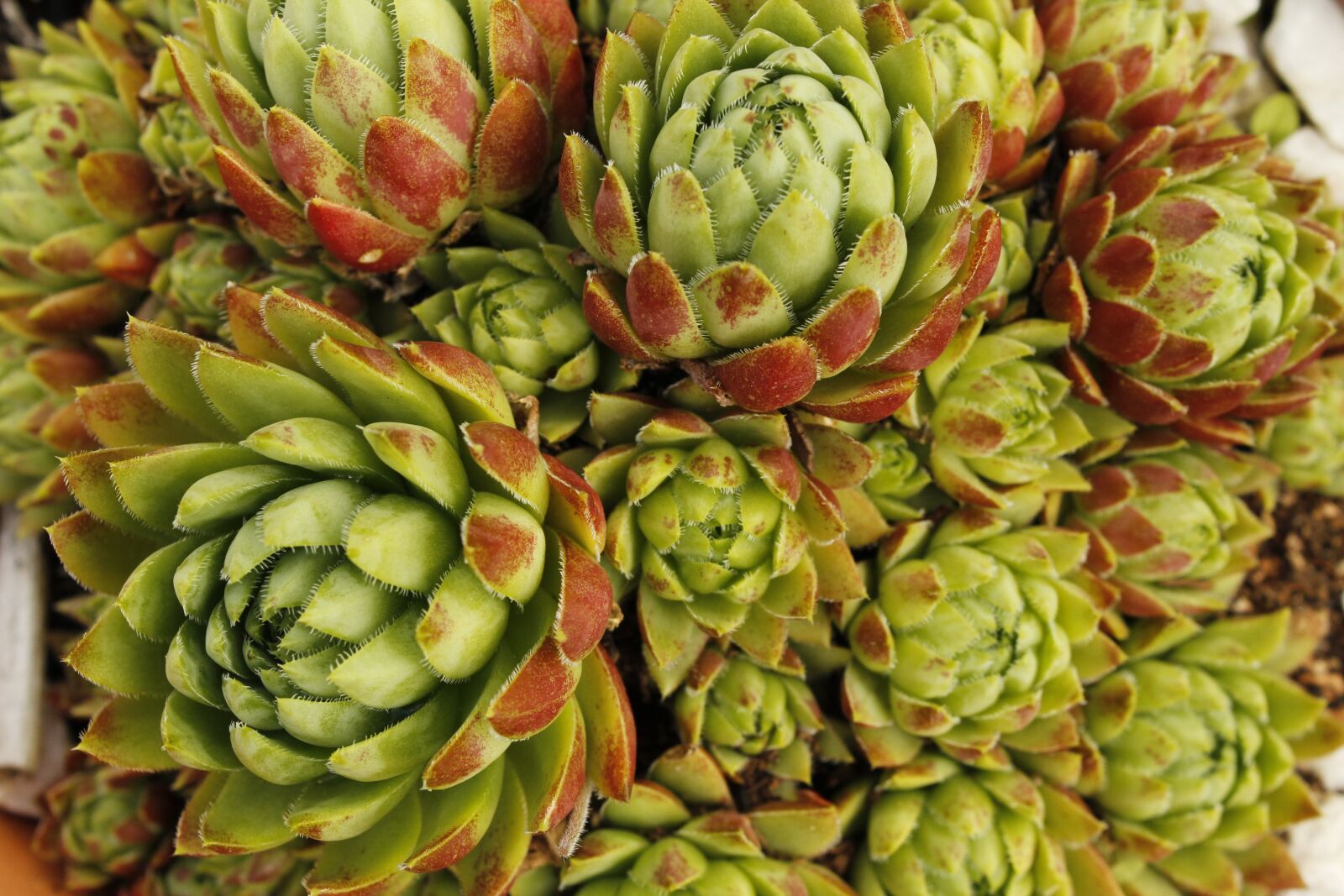 Canon EOS 1200D (EOS Rebel T5 / EOS Kiss X70 / EOS Hi) sample photo. Stonecrop, flower, nature photography