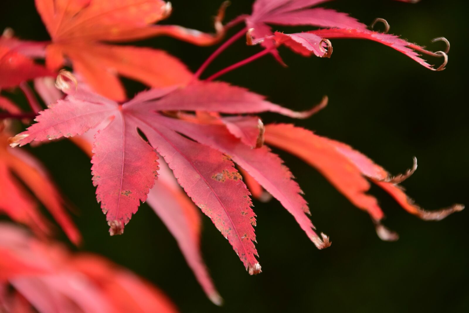 Nikon D3300 sample photo. Maple, red, autumn photography