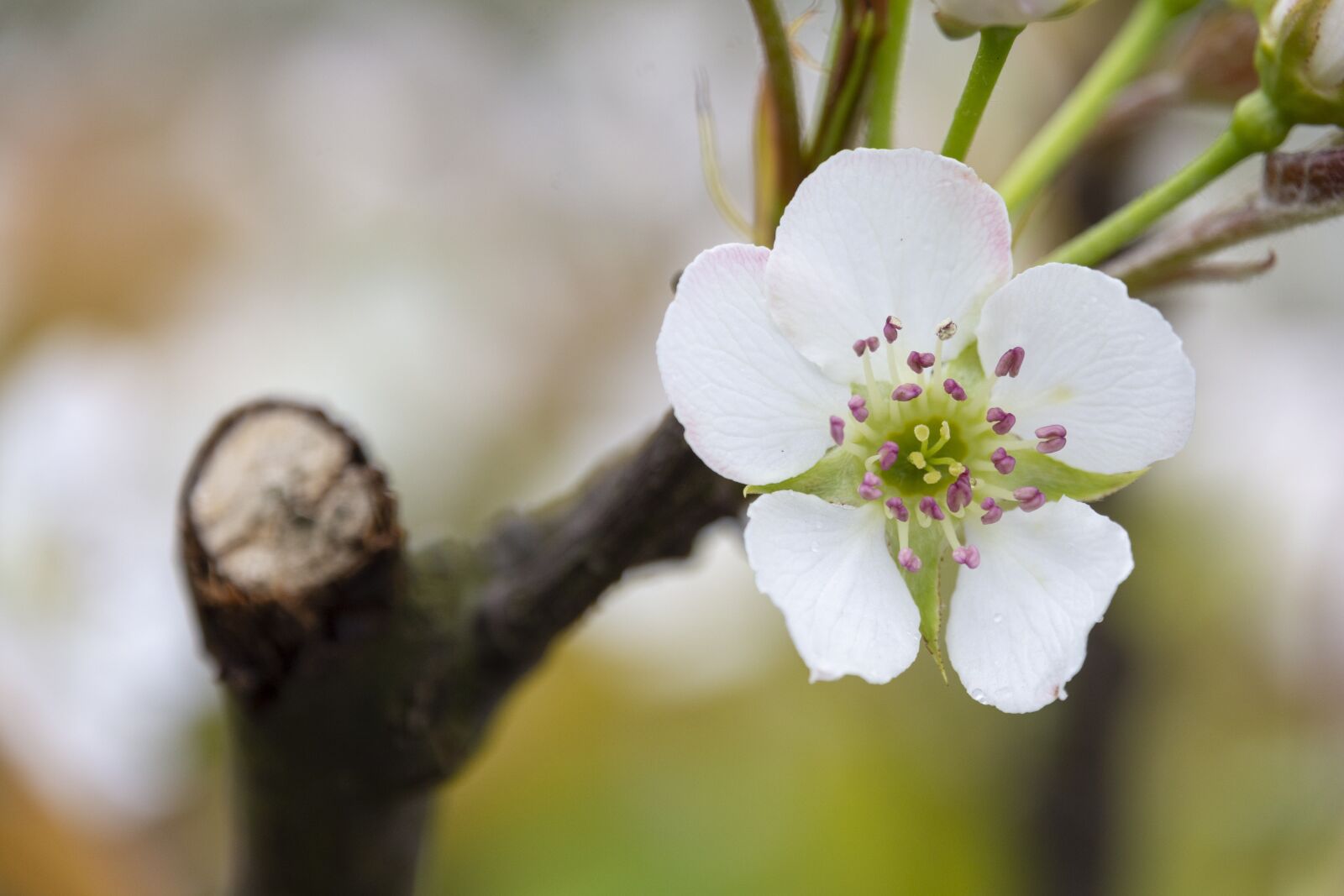 Nikon D7200 sample photo. Flower, pear, foliage photography