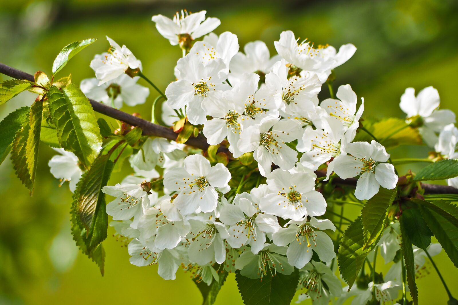 Olympus OM-D E-M10 sample photo. Flower, nature, tree photography