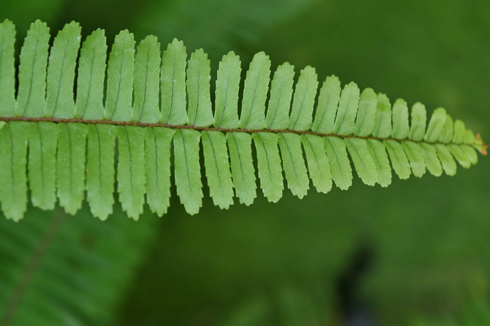 Nikon D5500 sample photo. Fern, green leaf, plant photography