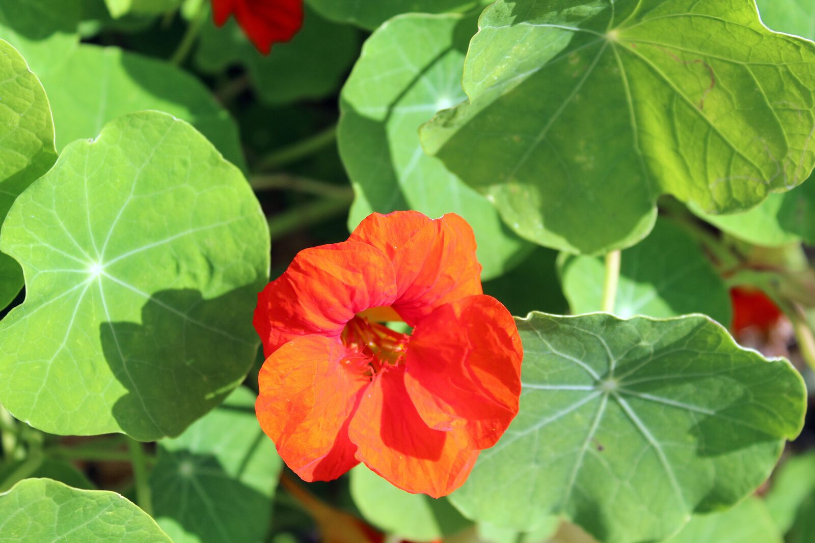 Canon EOS 1200D (EOS Rebel T5 / EOS Kiss X70 / EOS Hi) sample photo. Nasturtium, tropaeolum, a flower photography
