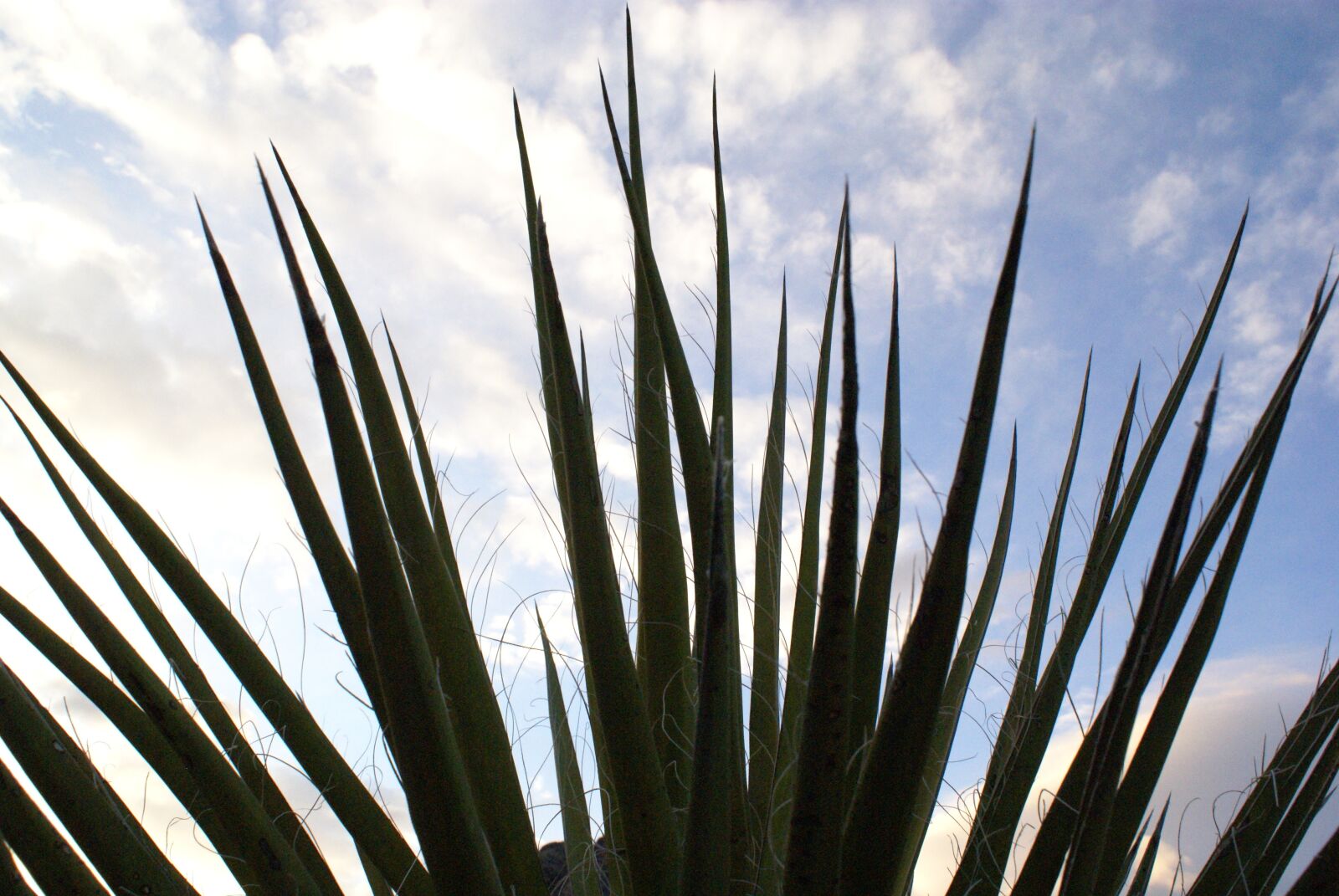 Sony Alpha DSLR-A100 sample photo. Palm, sky, close up photography