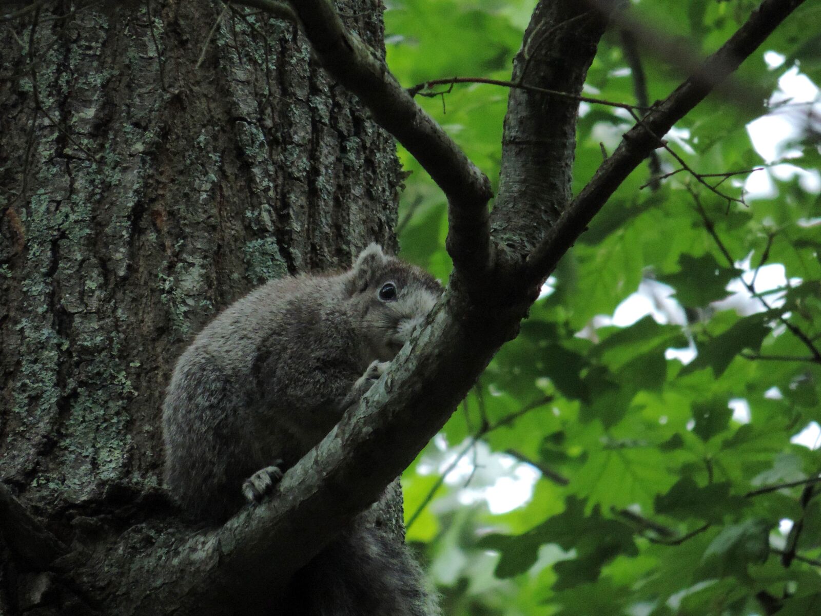 Nikon Coolpix P520 sample photo. Delmarva peninsula, fox, squirrel photography