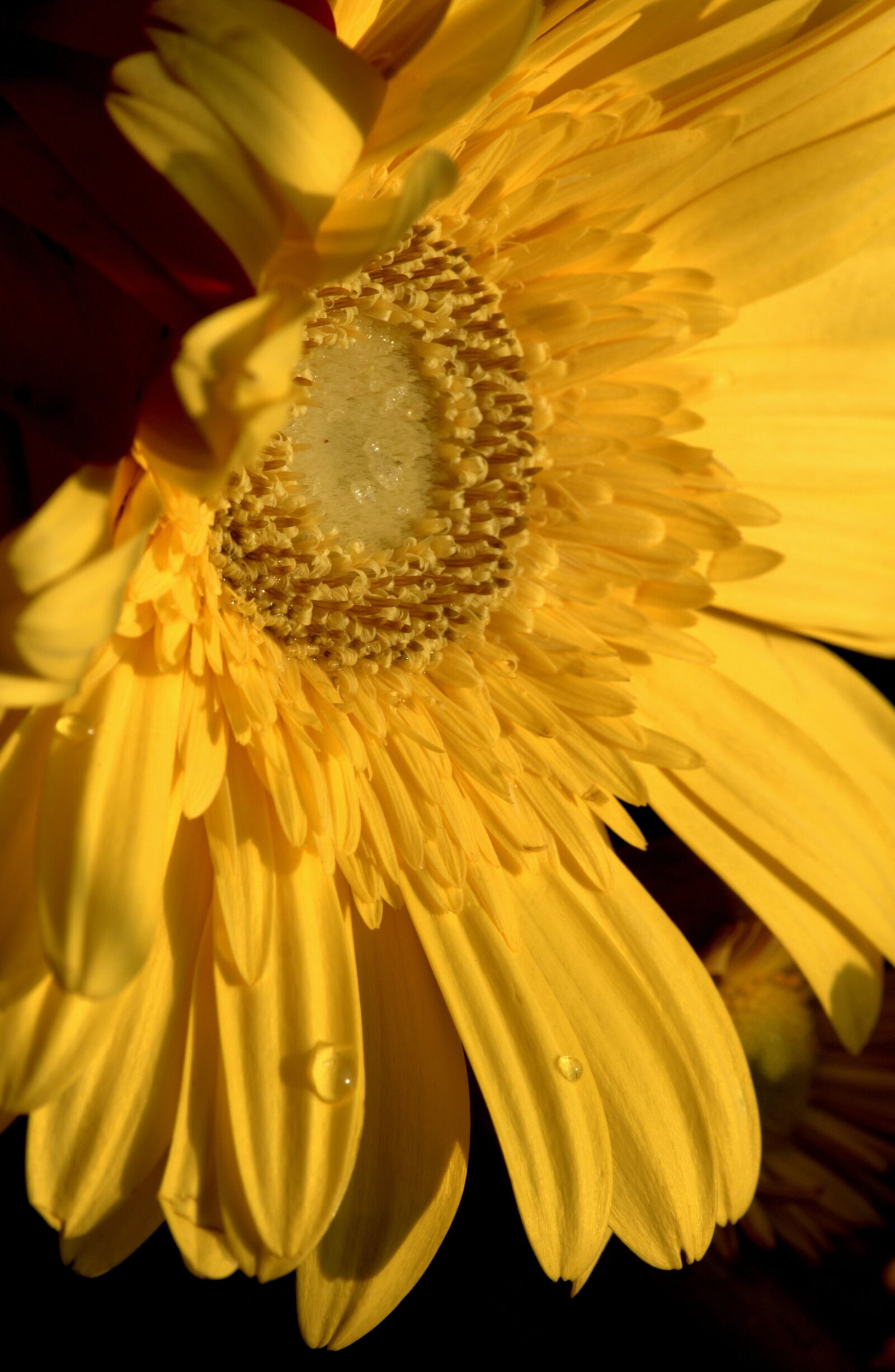 Canon EF-S 55-250mm F4-5.6 IS II sample photo. Yellow, flower, spring photography