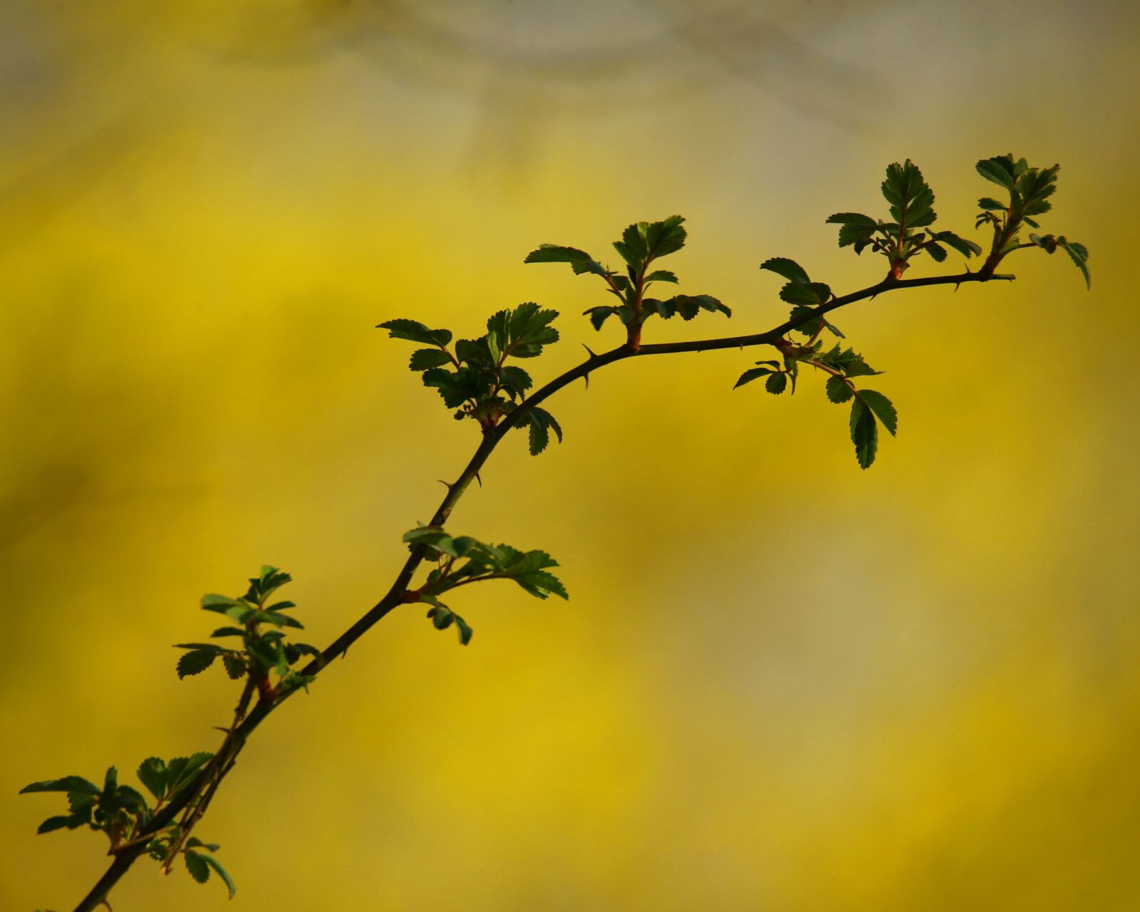 Canon EOS-1D X sample photo. Plant, sprout, have a photography