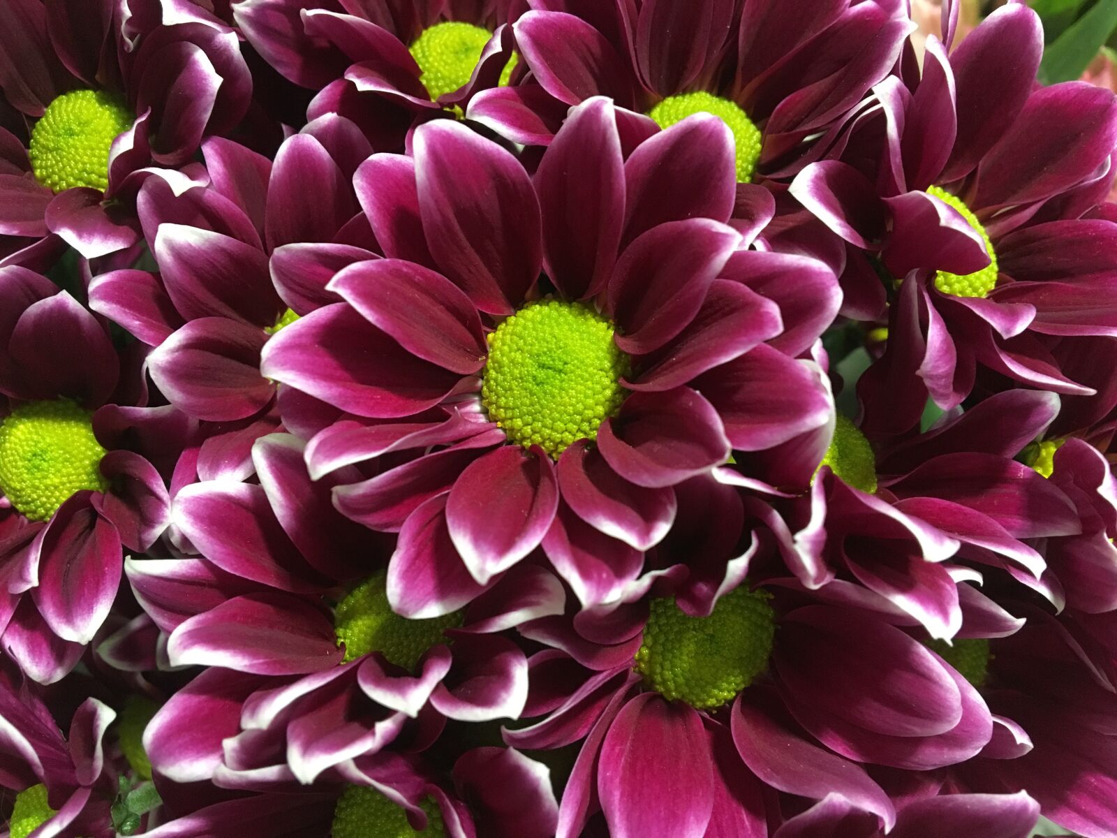 Apple iPhone 6s sample photo. Flower, nature, flora photography
