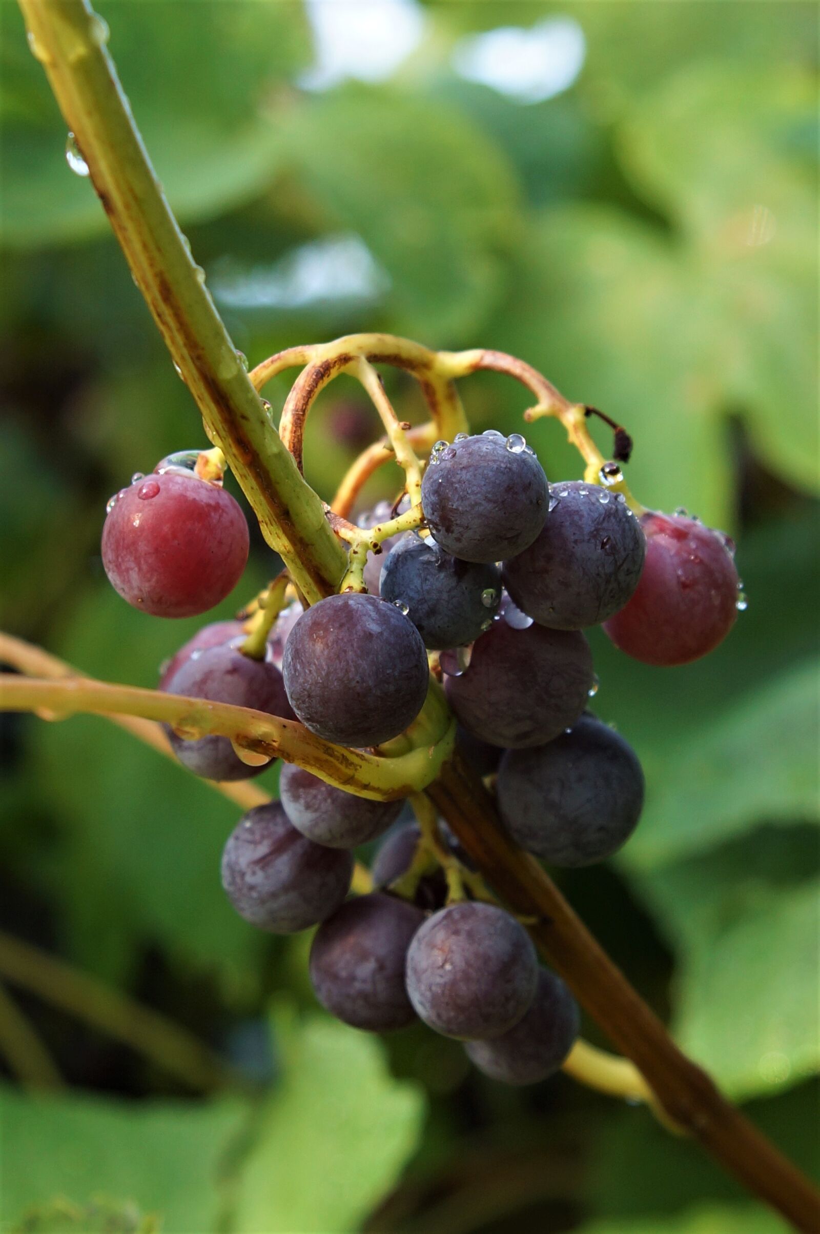 Sony SLT-A65 (SLT-A65V) + 24-70mm F2.8 sample photo. Vine, grapes, fruits photography