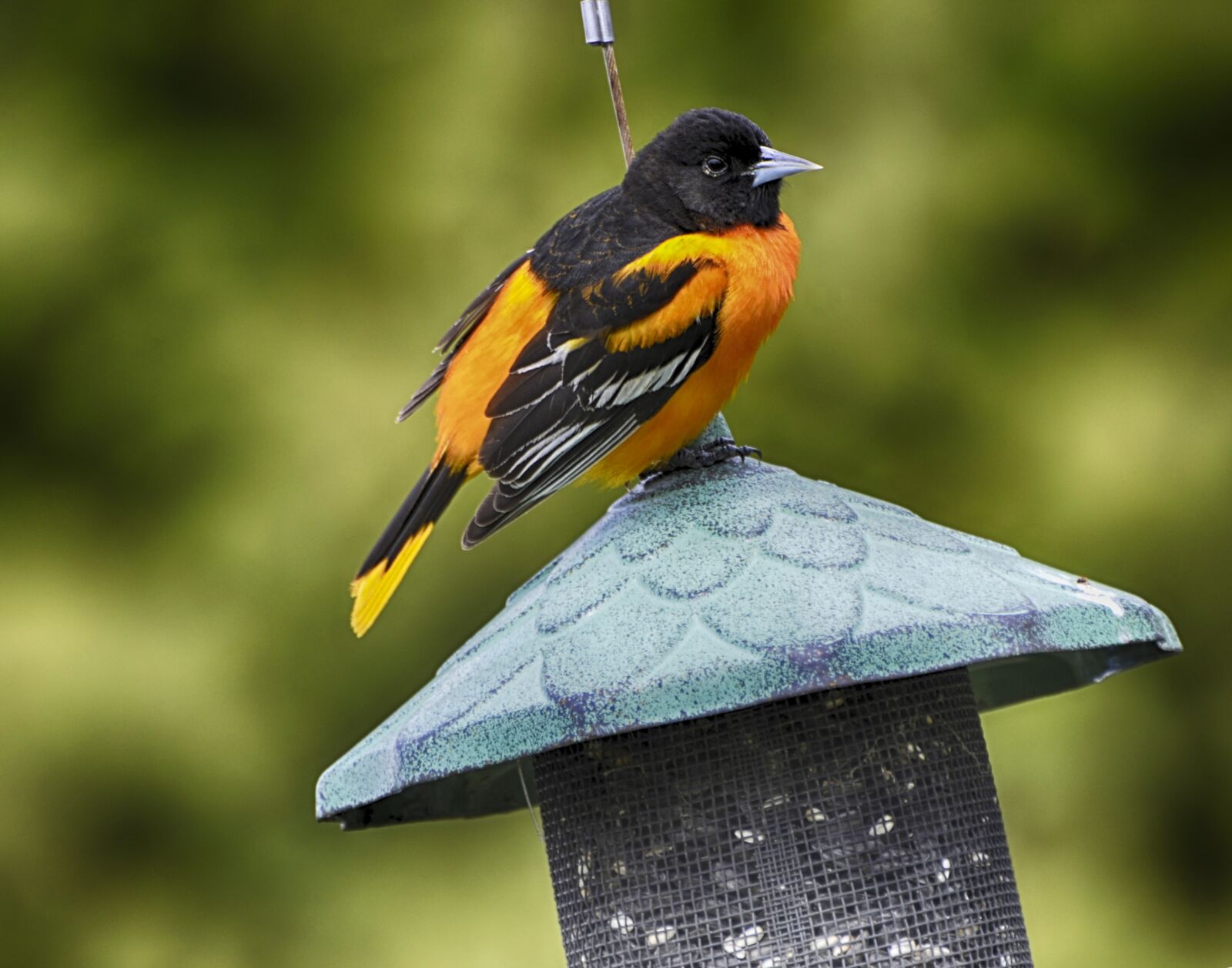 Nikon D7000 sample photo. Beautiful bird, beauty shows photography