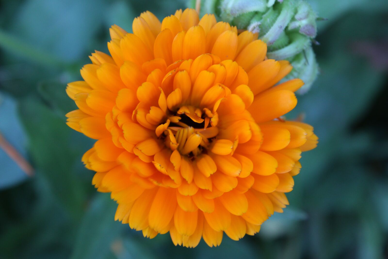 Canon EOS 600D (Rebel EOS T3i / EOS Kiss X5) sample photo. Blossom, bloom, marigold photography