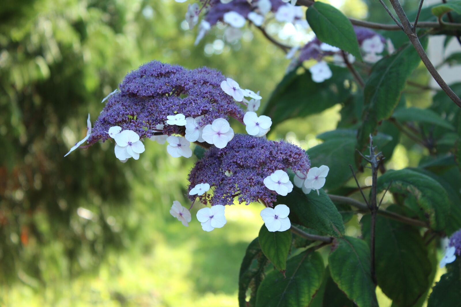 Canon EOS 1200D (EOS Rebel T5 / EOS Kiss X70 / EOS Hi) sample photo. Hydrangea libelle, bush, ornamental photography