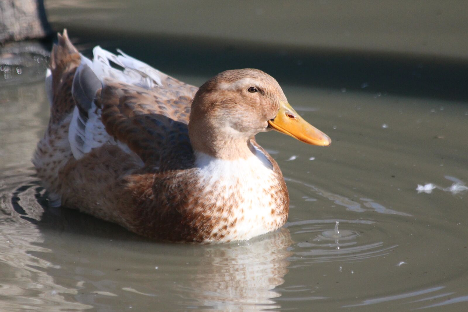Canon EOS 650D (EOS Rebel T4i / EOS Kiss X6i) sample photo. Duck, duck bird, animal photography