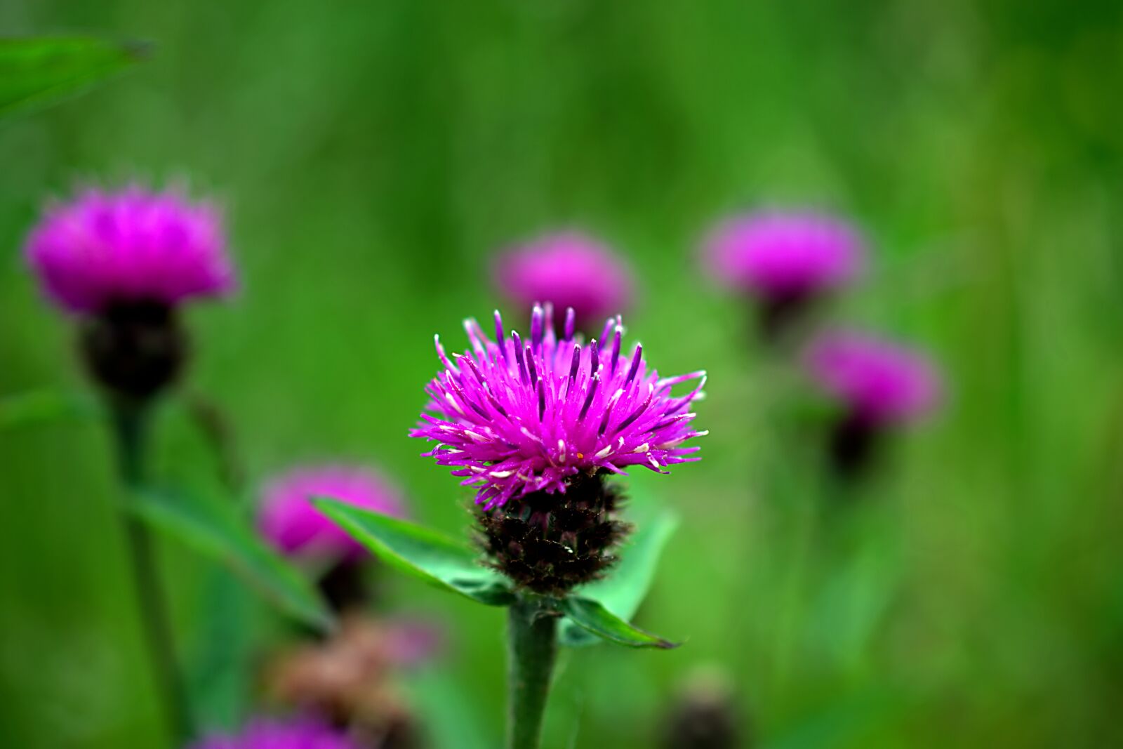Nikon D3400 sample photo. Thistle, flower, purple photography