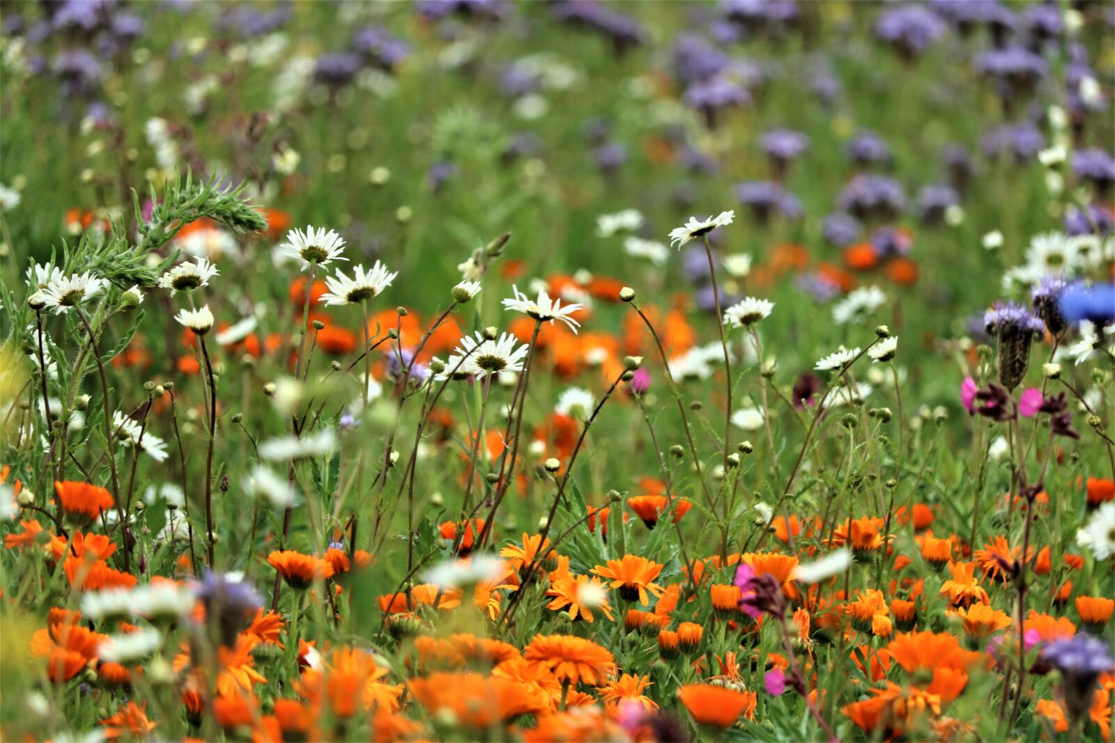 Canon EF-S 55-250mm F4-5.6 IS STM sample photo. Wild flower, biodiversity, nature photography