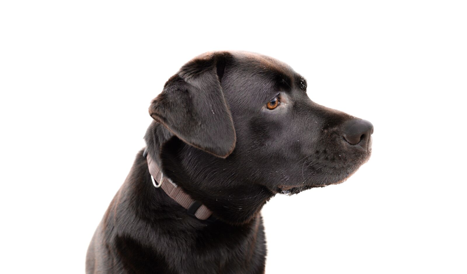 Nikon D610 sample photo. Labrador, head, brown photography