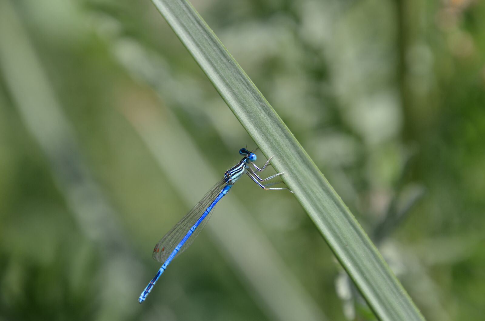 Nikon D7000 sample photo. Dragonfly, grass, green photography