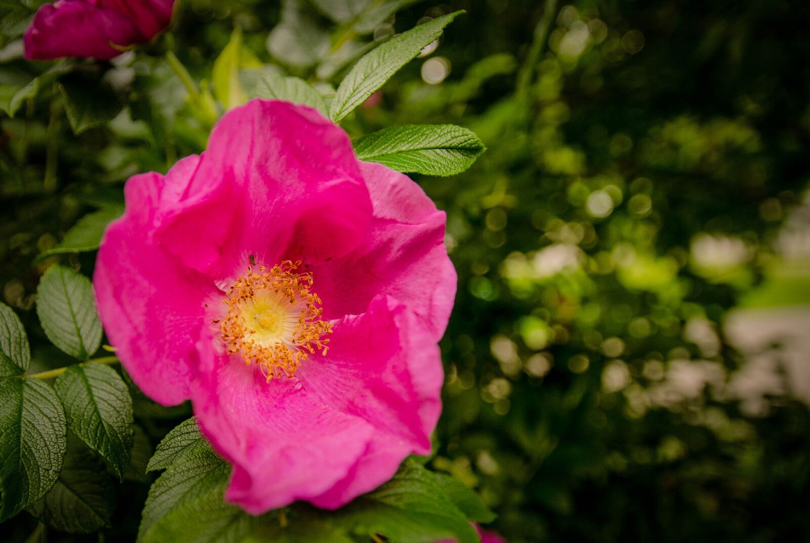 Nikon D5100 sample photo. Flowers, nature, summer photography