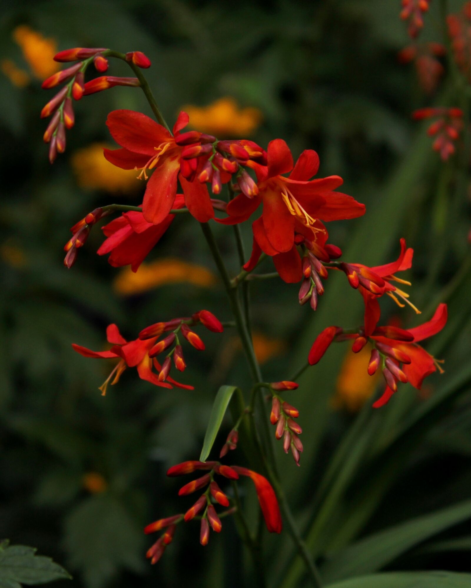 Canon EOS 600D (Rebel EOS T3i / EOS Kiss X5) sample photo. Crocosmia carmen brilliant, montbretia photography