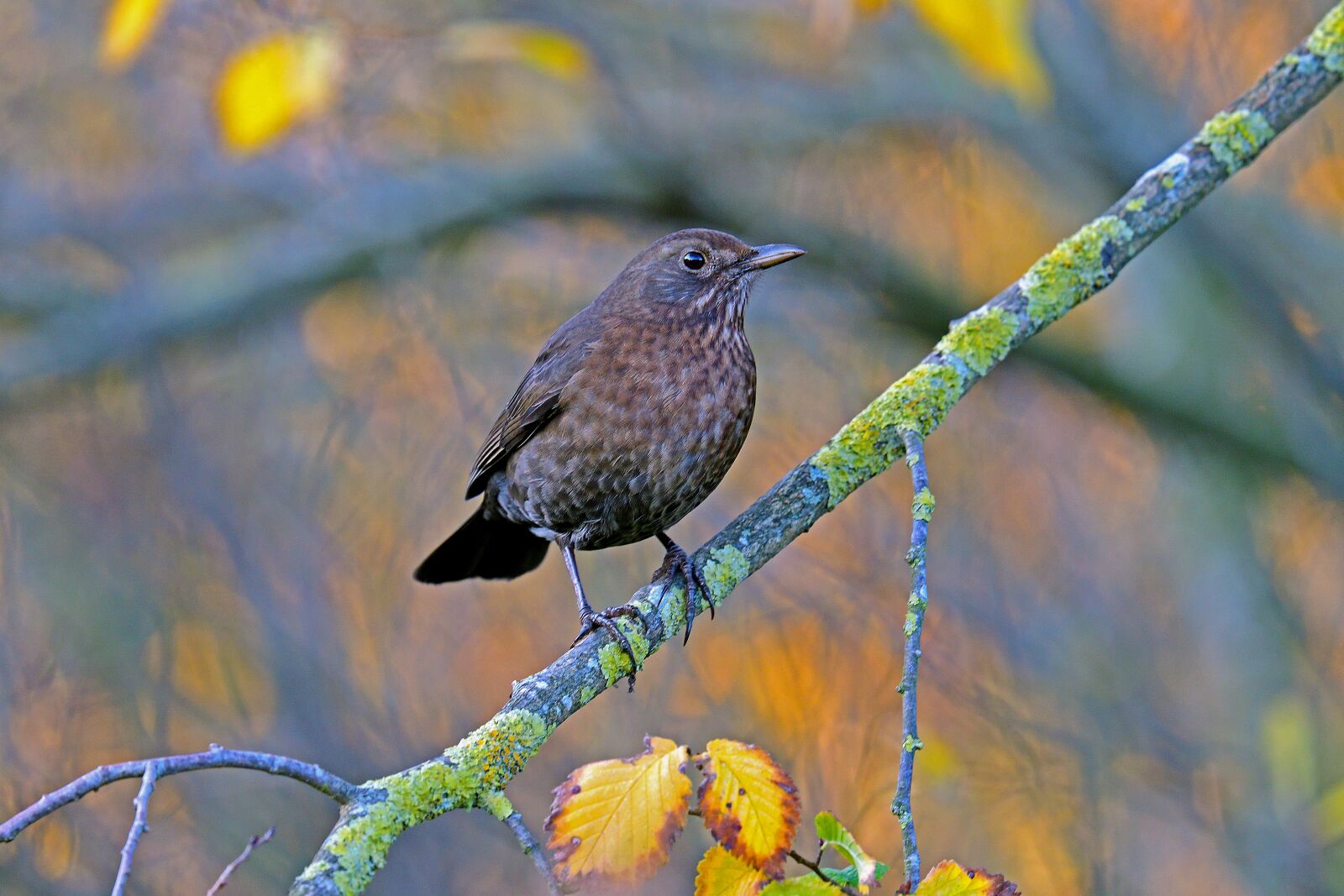 Nikon D500 sample photo. Blackbird, songbird, garden bird photography