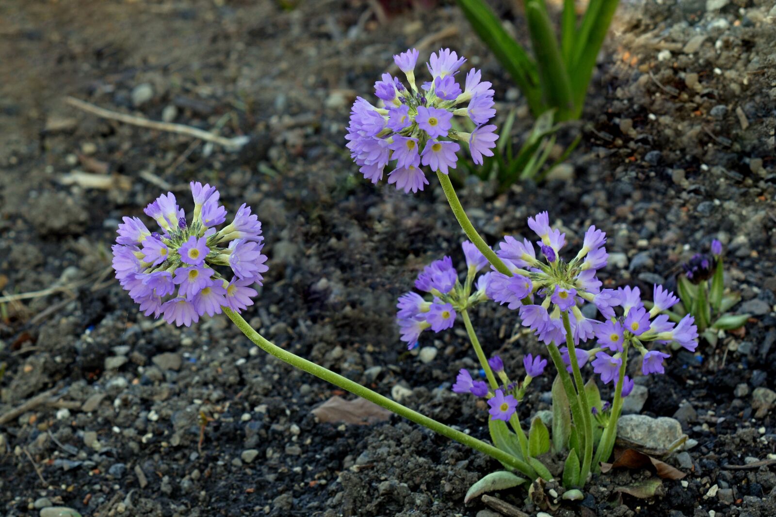 Nikon D7100 sample photo. Drumstick, flower, garden photography