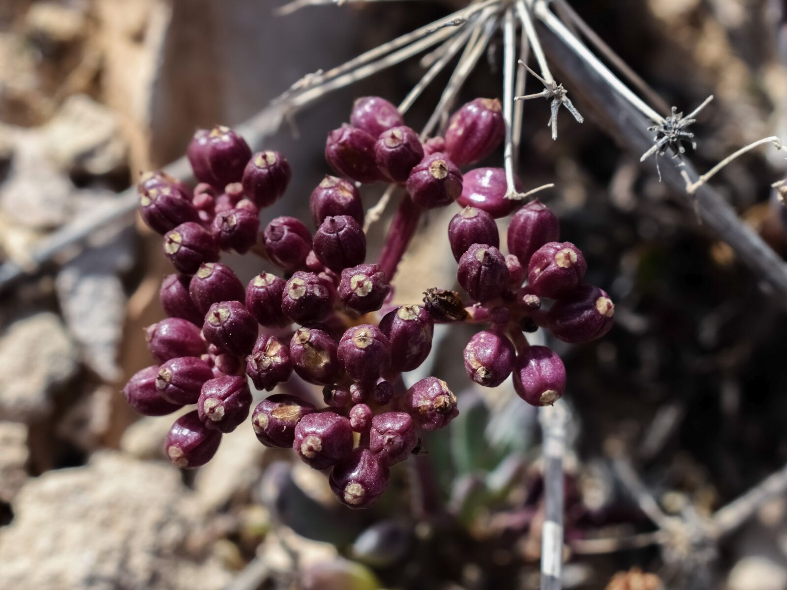 Nikon D3300 sample photo. Fruit, purple, plant photography